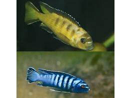 PSEUDOTROPHEUS CAMELEO 4-5