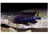 PSEUDOTROPHEUS ELONGATUS CHEWERE 4