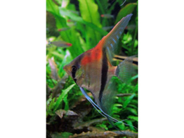 PTEROPHYLLUM SCALARE REDBACK Manacapuru 3-3 5