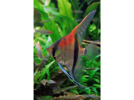 PTEROPHYLLUM SCALARE REDBACK Manacapuru 4-5