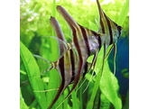 PTEROPHYLLUM ALTUM 3-3 5  real form 