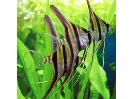 PTEROPHYLLUM ALTUM 3-3 5  real form 