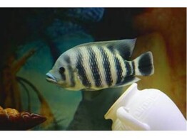 TILAPIA BUTTIKOFERI 4-5