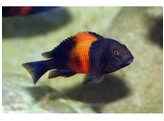 TROPHEUS MOORII ORANGE 1 8-9