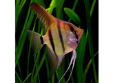 PTEROPHYLLUM SCALARE L SHORT 5-6