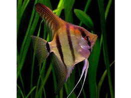 PTEROPHYLLUM SCALARE L SHORT 5-6