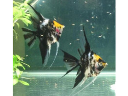 PTEROPHYLLUM SCALARE GOLD COP 3-3 5