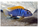 LABIDOCHROMIS SP. HONGI 4 5-5 5