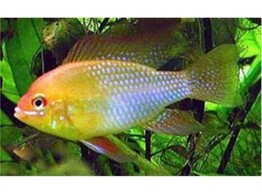 MIKROGEOPHAGUS RAMIREZI GOLD  4-4 5  L 