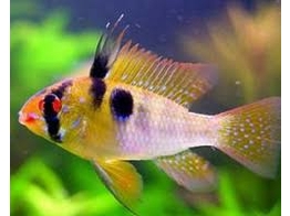 MIKROGEOPHAGUS RAMIREZI ASIAT FORM 3