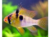 MIKROGEOPHAGUS RAMIREZI ASIAT FORM  3 5-4  L