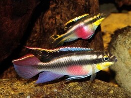 PELVICACHROMIS PULCHER 4-5