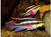 PELVICACHROMIS PULCHER 4-5