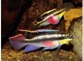 PELVICACHROMIS PULCHER 3 5-4