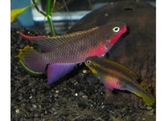 PELVICACHROMIS TAENIATUS NIGERIA RED 4-5