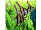 PTEROPHYLLUM ALTUM 5  real form 