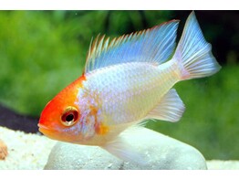 MIKROGEOPHAGUS RAMIREZI ELEC..BLUE RED HEAD 2 5-3