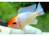 MIKROGEOPHAGUS RAMIREZI ELEC..BLUE RED HEAD 2 5-3