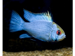 MIKROGEOPHAGUS RAMIREZI SOLID BLUE 2 5-3