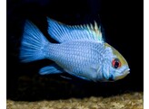 MIKROGEOPHAGUS RAMIREZI SOLID BLUE 2 5-3