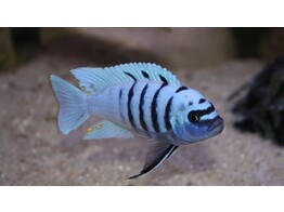 CYNOTILAPIA AFRA HARA GALLIREYA REEF 4-5