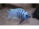 CYNOTILAPIA AFRA HARA GALLIREYA REEF 4-5