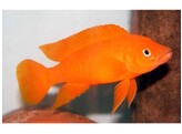 LAMPROLOGUS LELEUPI LELEUPI ORANGE 5 5-6