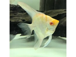 PTEROPHYLLUM SCALARE ALBINO RED EYE GOLD 3-3 5