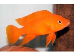 LAMPROLOGUS LELEUPI LELEUPI ORANGE 3 5 - 4