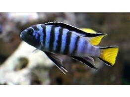 PSEUDOTROPHEUS ELONGATUS MPANGA 4