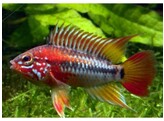 APISTOGRAMMA VIEJITA L