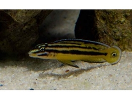 JULIDOCHROMIS REGANI KIPILI 3 5-4