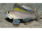 ENANTIOPUS/XENOTILAPIA MELANOGENYS 4-5