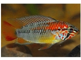 APISTOGRAMMA MACMASTERI L