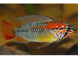 APISTOGRAMMA MACMASTERI L