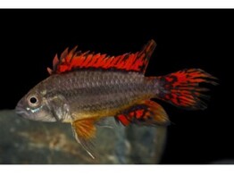 APISTOGRAMMA CACATUOIDES RED pairs L