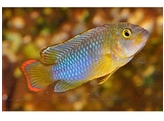 APISTOGRAMMA NIJSSENI L