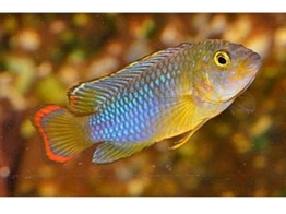 APISTOGRAMMA NIJSSENI L