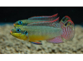 PELVICACHROMIS TAENIATUS KLUGEI 4-5