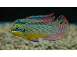 PELVICACHROMIS TAENIATUS KLUGEI 4-5