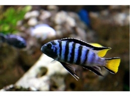 PSEUDOTROPHEUS ELONGATUS MPANGA 6