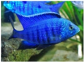 COPADICHROMIS AZUREUS 6-7