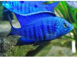 COPADICHROMIS AZUREUS 6-7