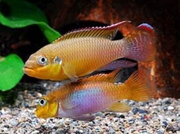 PELVICACHROMIS TAENIATUS LOBE XL