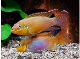 PELVICACHROMIS TAENIATUS LOBE XL