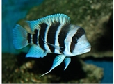 CYPHOTILAPIA FRONTOSA BURUNDI 8