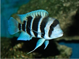 CYPHOTILAPIA FRONTOSA BURUNDI 8