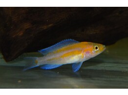 LAMPROLOGUS FALCICULA/CYGNUS 3-3 5