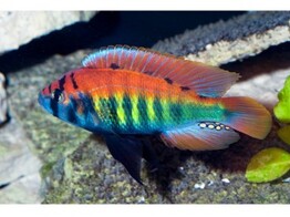 HAPLOCHROMIS/PUNDAMILIA NYEREREI RUTI ISL. 6