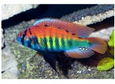 HAPLOCHROMIS/PUNDAMILIA NYEREREI RUTI ISL. 6